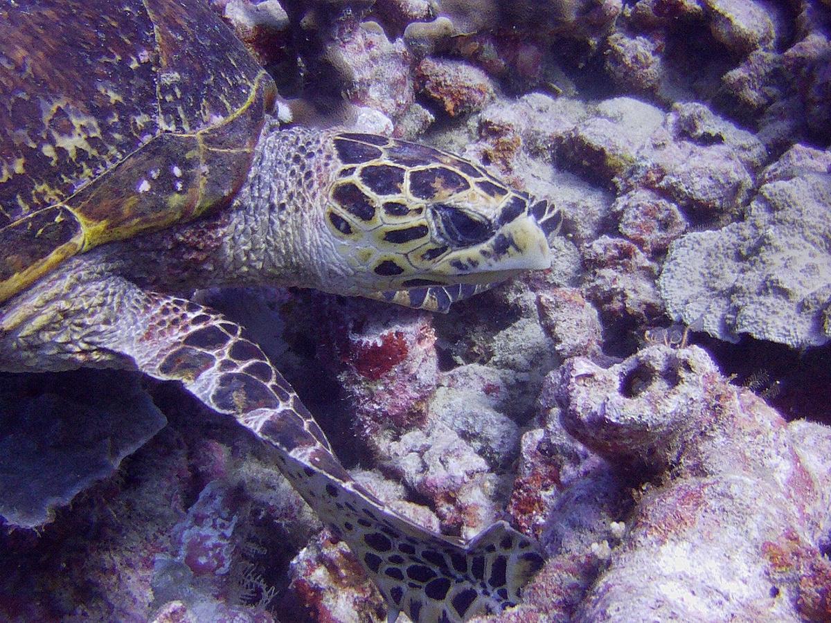 ホテル Butiama Marine Camp Utende エクステリア 写真