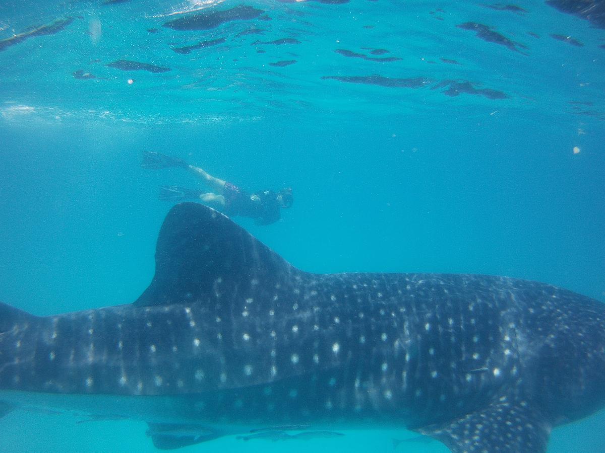 ホテル Butiama Marine Camp Utende エクステリア 写真