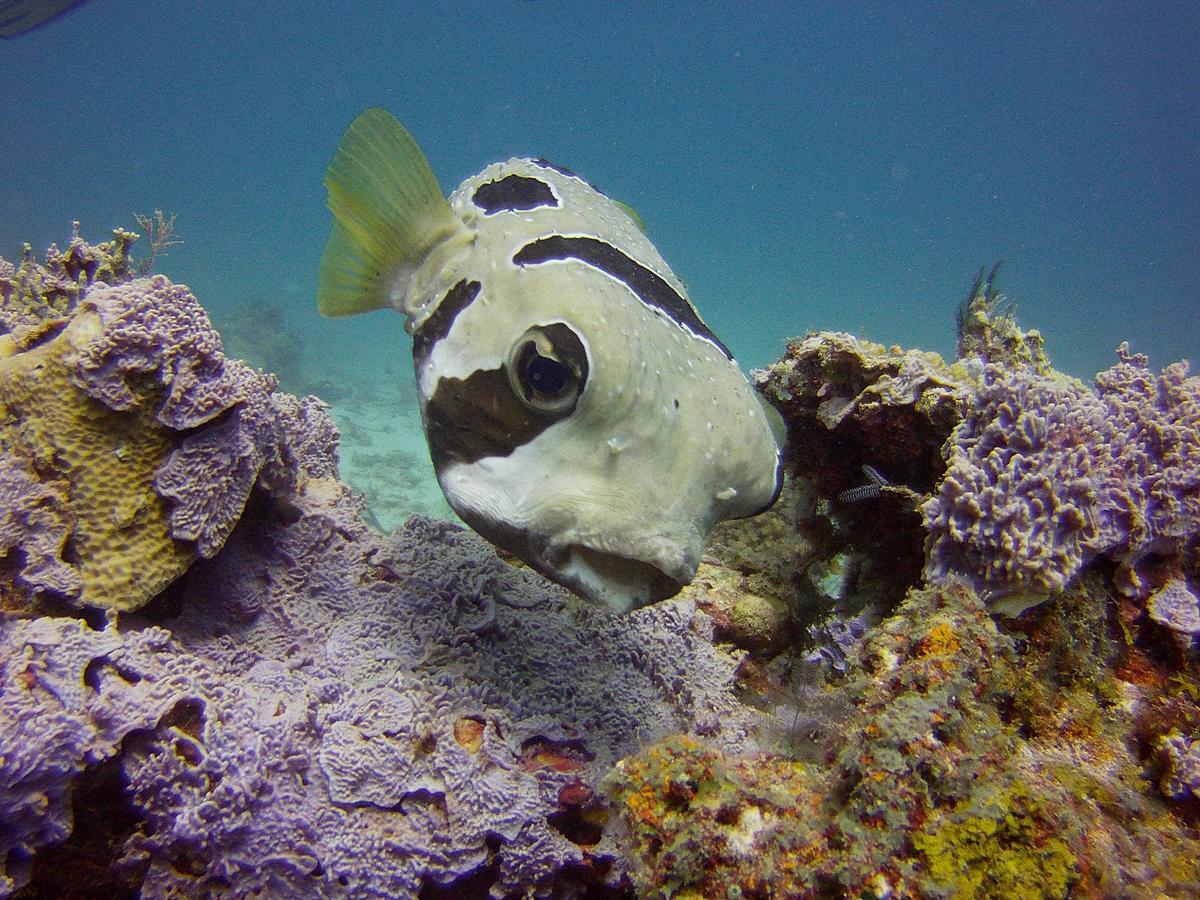 ホテル Butiama Marine Camp Utende エクステリア 写真